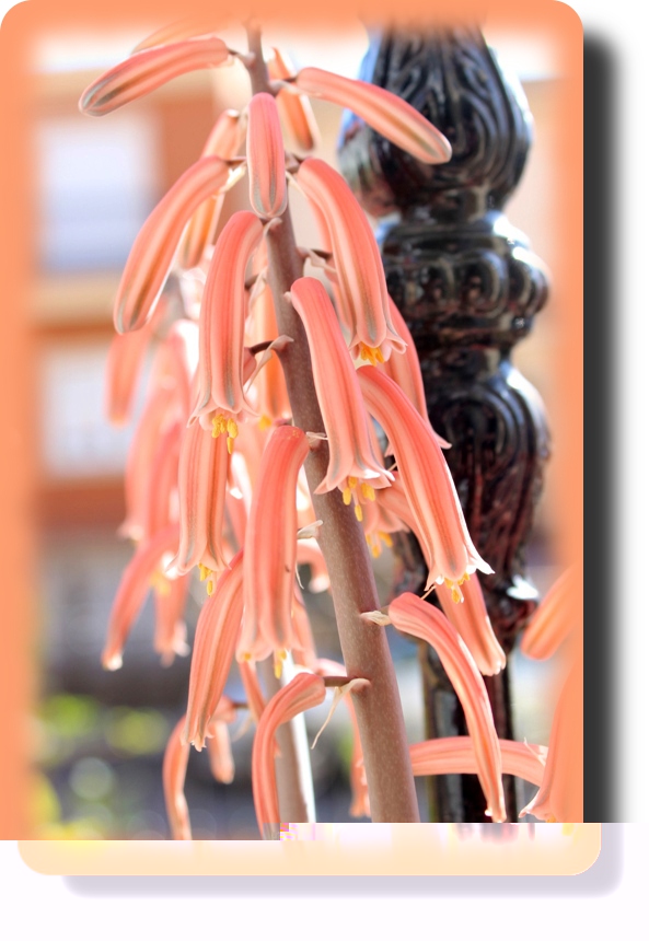 Aloe variegata