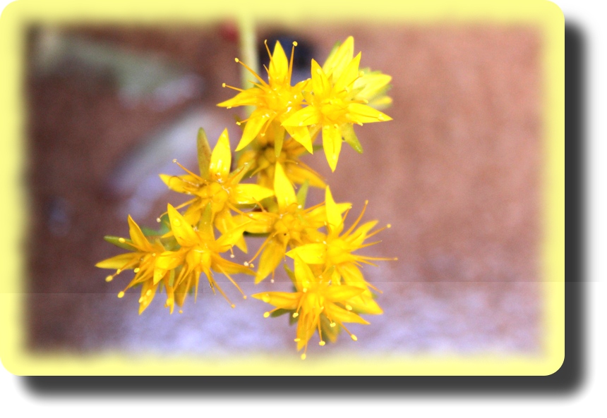 Sedum palmeri