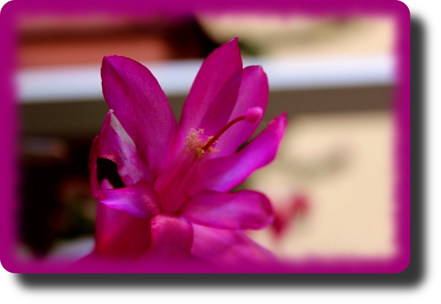 Schlumbergera