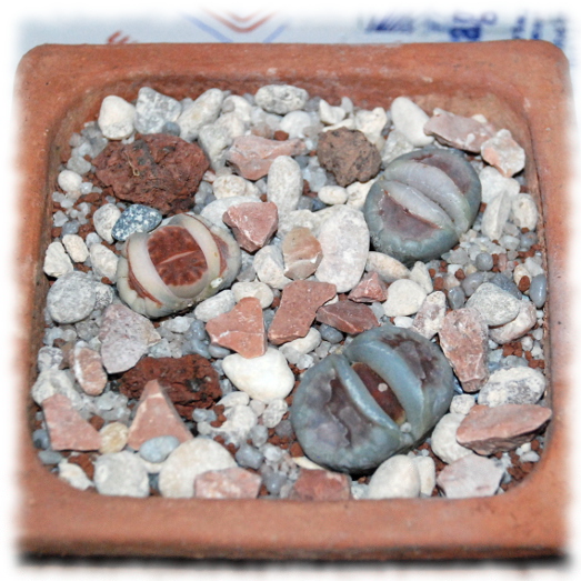 Lithops 2013 03.JPG