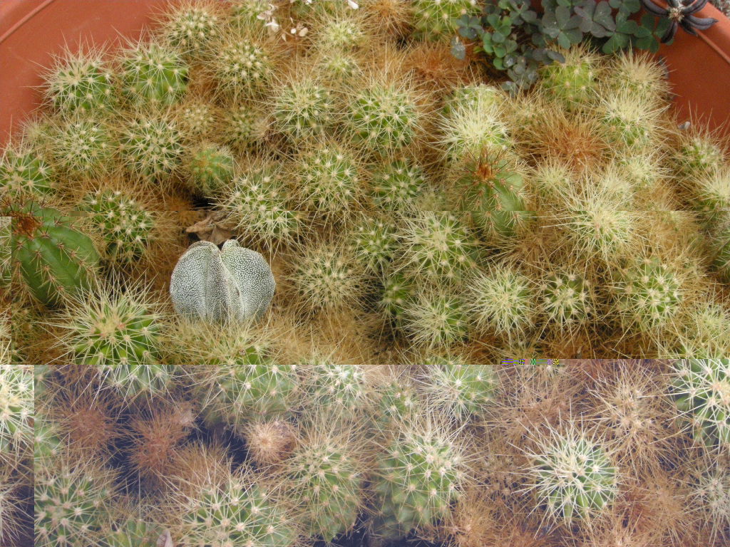 DSCN8338.JPG