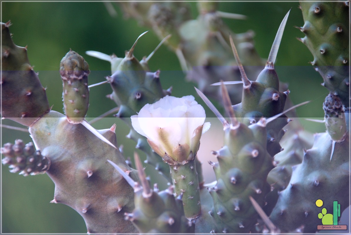 479 50 Tephrocactus articulatus 2009 06 24 2.JPG