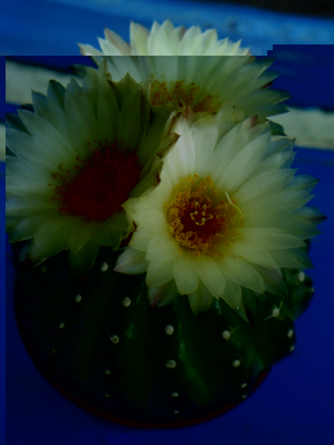 Parodia uelbemaniana Jn 2012..JPG