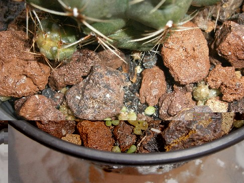 Gymnocalycium baldianum