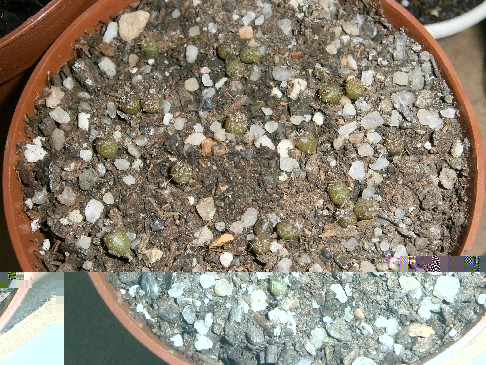 Gymnocalycium ragonesei