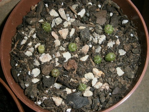 Echinopsis ancistrophora
