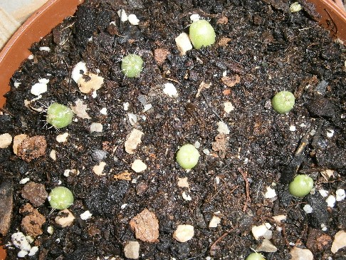 Coryphantha elephantidens