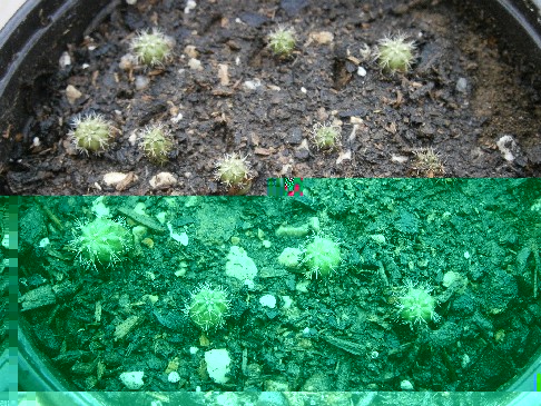 Melocactus curvispinus sp. caesius var. caesius
