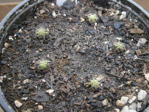 Melocactus curvispinus sp. caesius