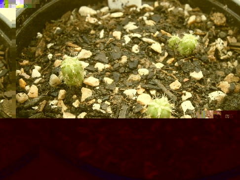 Melocactus neryi