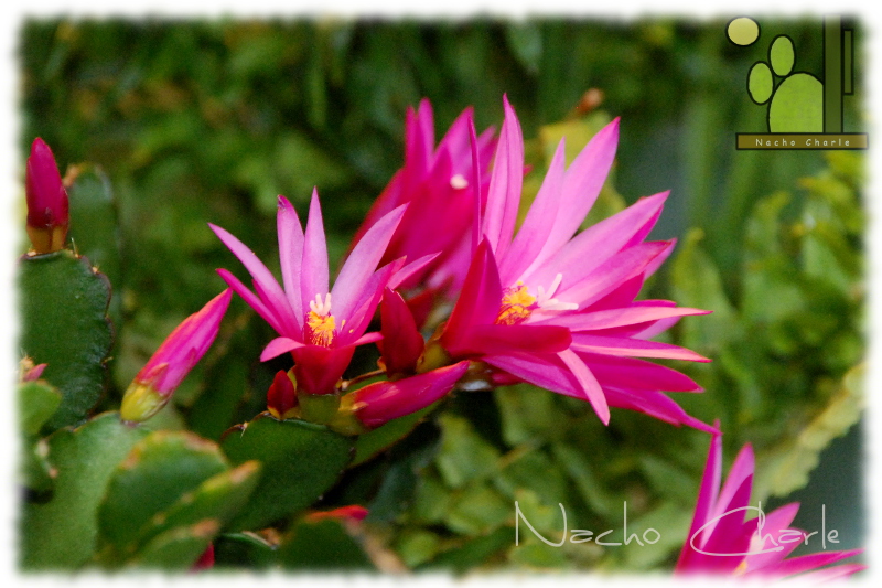 Schlumbergera Sp (025) 2014 04 01.jpg