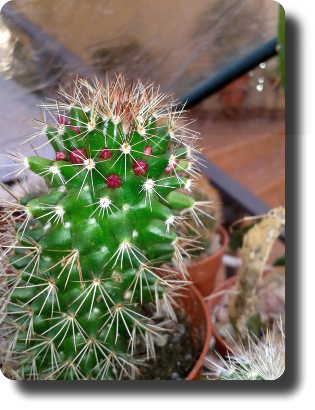 Mammillaria no sé qué ¿..?