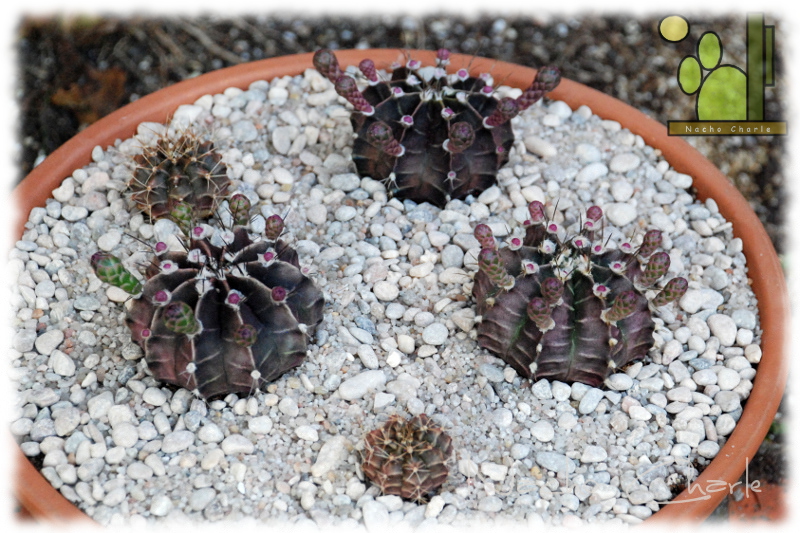 Gymnocalycium mihanovichii ch 026 2013 04 03.JPG
