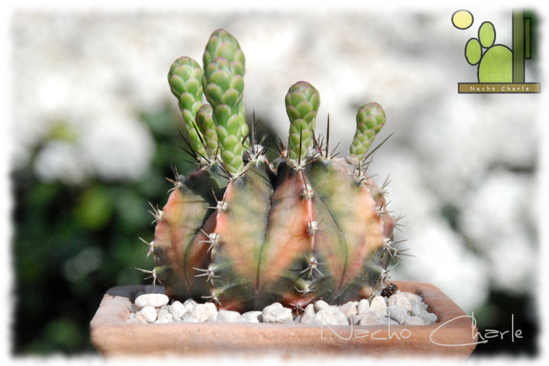 Gymnocalycium mihanovichii variegato ch 027 2013 04.JPG