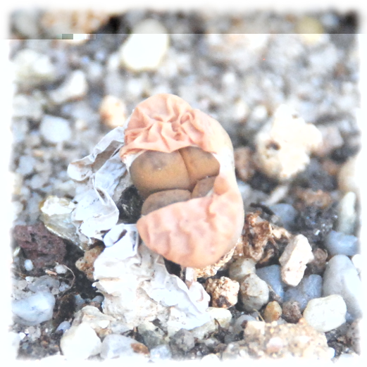 Lithops.JPG