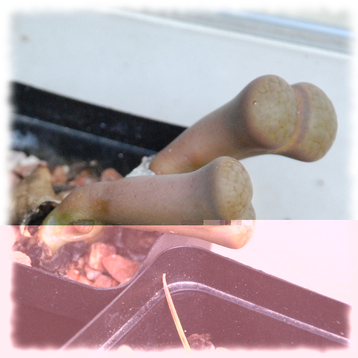Lithops 01.JPG