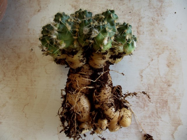 Puna subterranea forma incahuasii-DSCF8620 [640x480].JPG