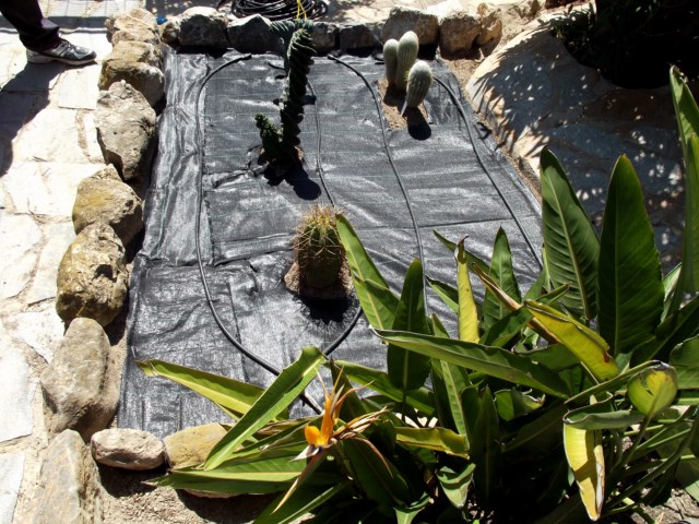 Strelitzia reginae en primer plano