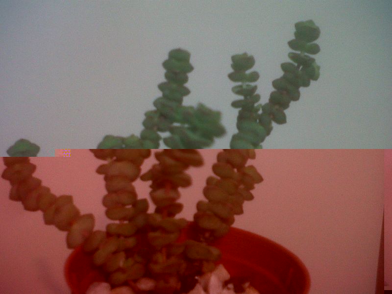 IMG00790-20130418-0732.jpg