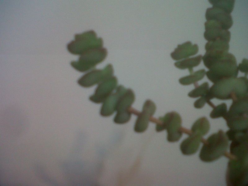 IMG00791-20130418-0732.jpg