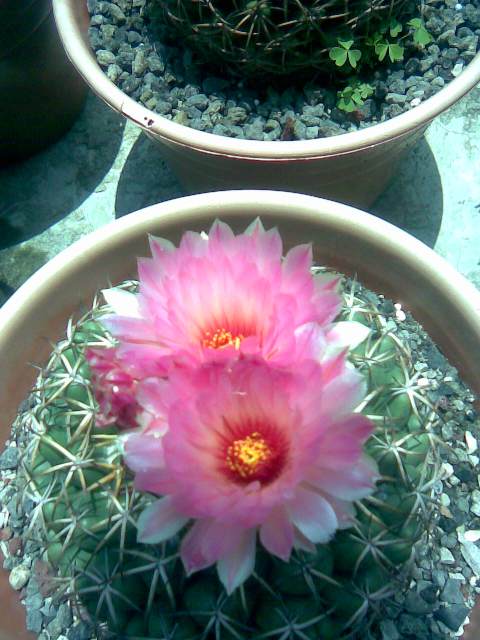 Cory doble flor fiusha.jpg