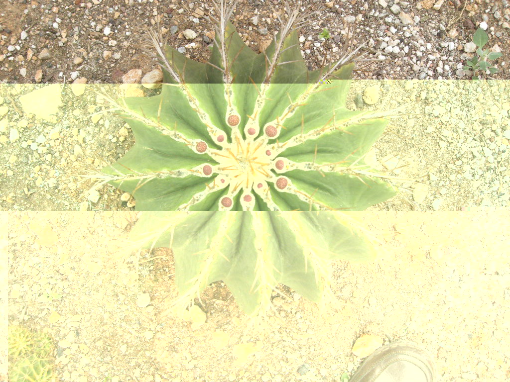 DSCN9016.JPG