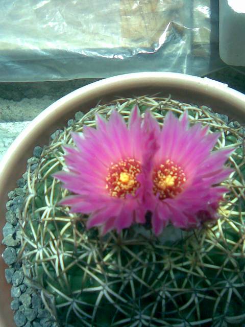 Cory doble flor fiusha 2.jpg