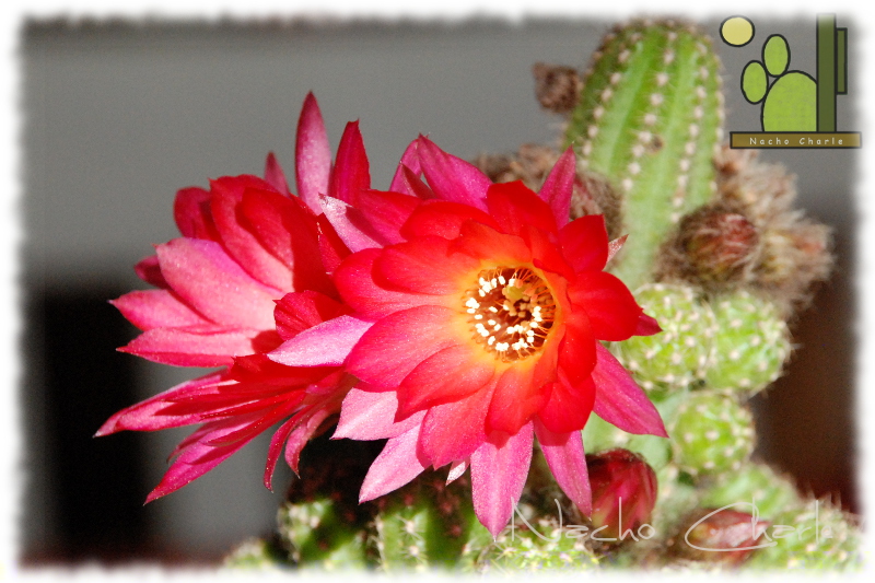 Echinopsis sp (probable híbrido de un chamaecereus silvestrii hoy en día echinopsis chamaecereus )